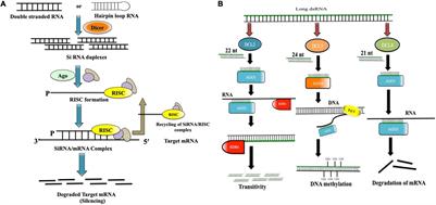 RNA Interference for Improving Disease Resistance in Plants and Its Relevance in This Clustered Regularly Interspaced Short Palindromic Repeats-Dominated Era in Terms of dsRNA-Based Biopesticides